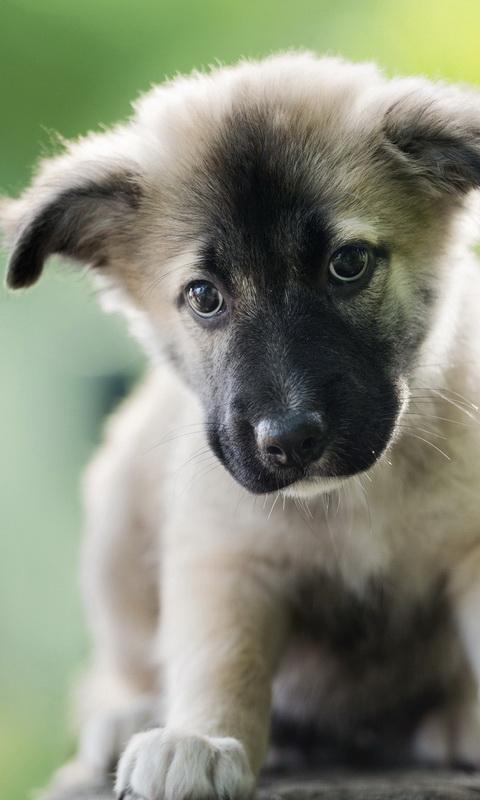 Cute Dog Puppy wallpaper APK for Android Download Cute Dog Puppy wallpaper APK for Android Download