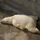 Polar Bears wallpaper أيقونة