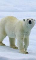 Polar Bears wallpaper ภาพหน้าจอ 3