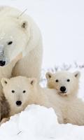 Polar Bears wallpaper-poster