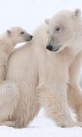 Polar Bears wallpaper ảnh chụp màn hình 1