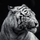 Dangerous Tiger wallpaper APK