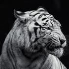 Dangerous Tiger wallpaper أيقونة