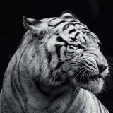 Dangerous Tiger wallpaper icône