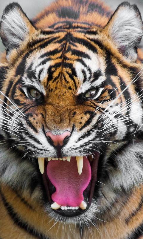 Dangerous Tiger Wallpaper For Android Apk Download