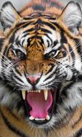 Dangerous Tiger wallpaper स्क्रीनशॉट 1
