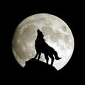 Wolf wallpaper