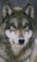 Wolf wallpaper capture d'écran 3