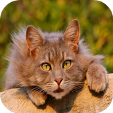 Cat Training Tips And Tricks icône