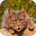 Cat Training Tips And Tricks icon