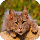 Cat Training Tips And Tricks icono