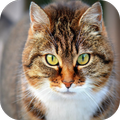 Cat Breeds
