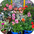 DIY Garden Ideas