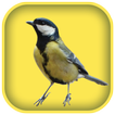 Suara burung bersiul