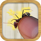 Ants Bugs Smasher icon