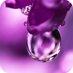 Purple Wallpapers