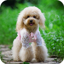 Dog Wallpapers APK