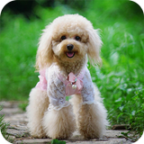 Dog Wallpapers icon