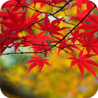 Icona Maple Leaves Wallpaper