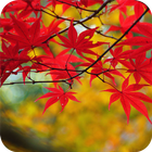 Maple Leaves Wallpaper icône
