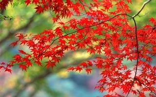 Maple Leaves Wallpaper اسکرین شاٹ 1