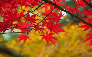 Maple Leaves Wallpaper screenshot 2