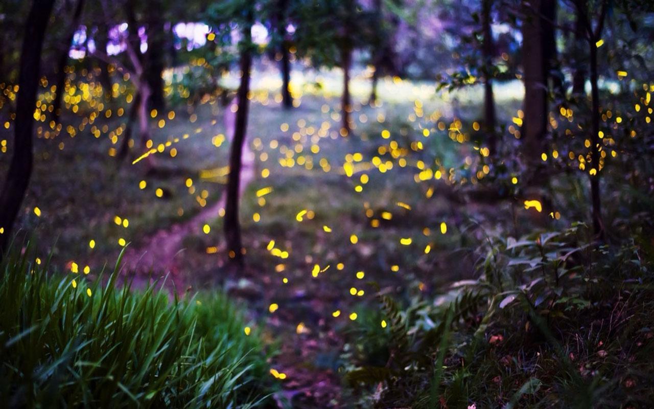 Firefly Wallpaper HD for Android - APK Download