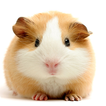 Guinea Pig Wallpapers