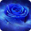 Blue Rose Wallpaper