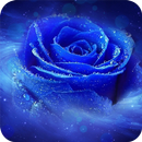 APK Blue Rose Wallpaper