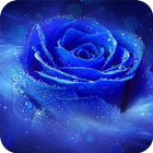 ikon Blue Rose Wallpaper