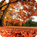 Romantic Autumn Wallpapers APK