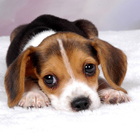 Free Puppy Dog Wallpaper-icoon