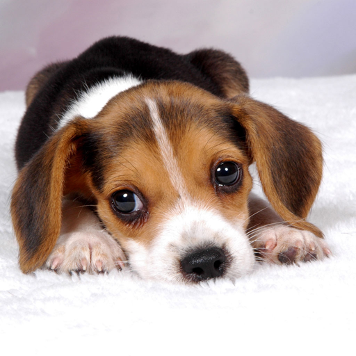 Free Puppy Dog Wallpaper