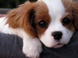 پوستر Free Puppy Dog Wallpaper