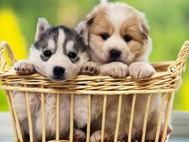 Free Puppy Dog Wallpaper ảnh chụp màn hình 2