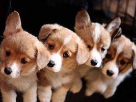 برنامه‌نما Free Puppy Dog Wallpaper عکس از صفحه