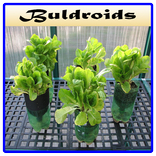 Best Hydroponic Systems