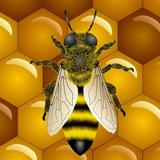 Bee Live Wallpaper icône