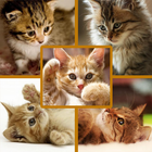 Kolaż zdjęć - Kociaki Cat ikona