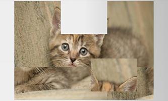 Kolaż zdjęć - Kociaki Cat plakat