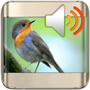 Vogel Klingeltöne APK
