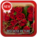 Best Rose Picture APK