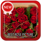 Best Rose Picture icône