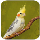 Cockatiel sounds APK