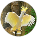 Cockatoo sounds APK