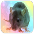 Rat sounds