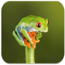 Frogs sounds APK