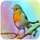 Bird sounds APK