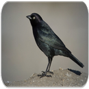 Black bird sounds APK